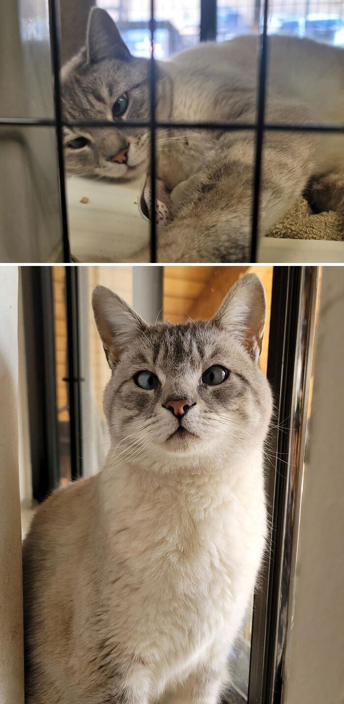 Cats Before And After Adoption (25 pics) Cats Before And After Adoption (25 pics)
