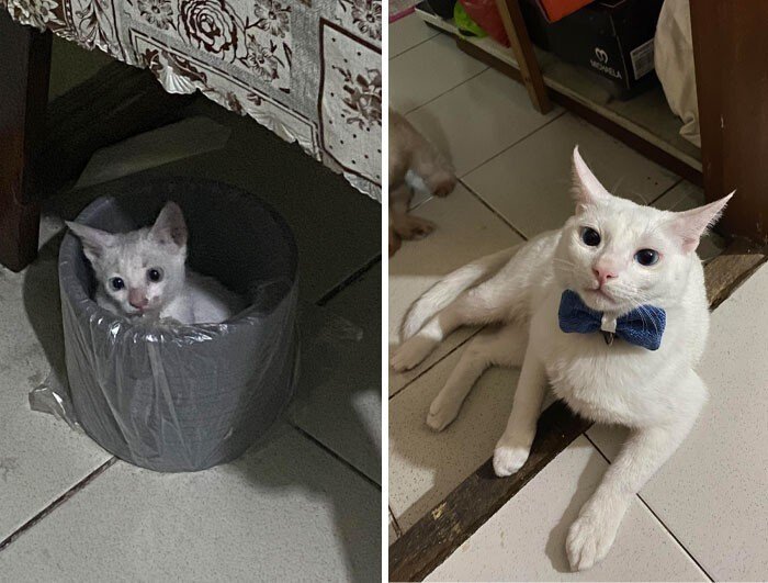 Cats Before And After Adoption (25 pics) Cats Before And After Adoption (25 pics)