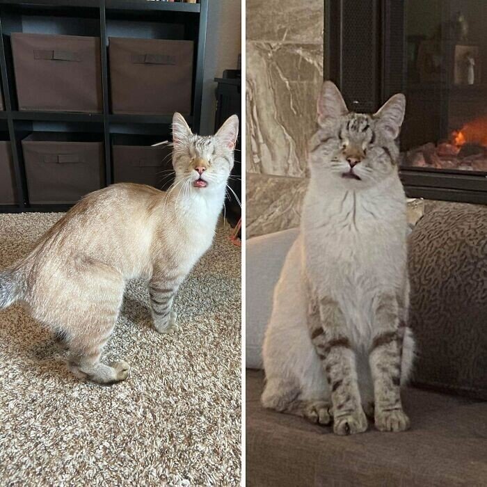 Cats Before And After Adoption (25 pics) Cats Before And After Adoption (25 pics)
