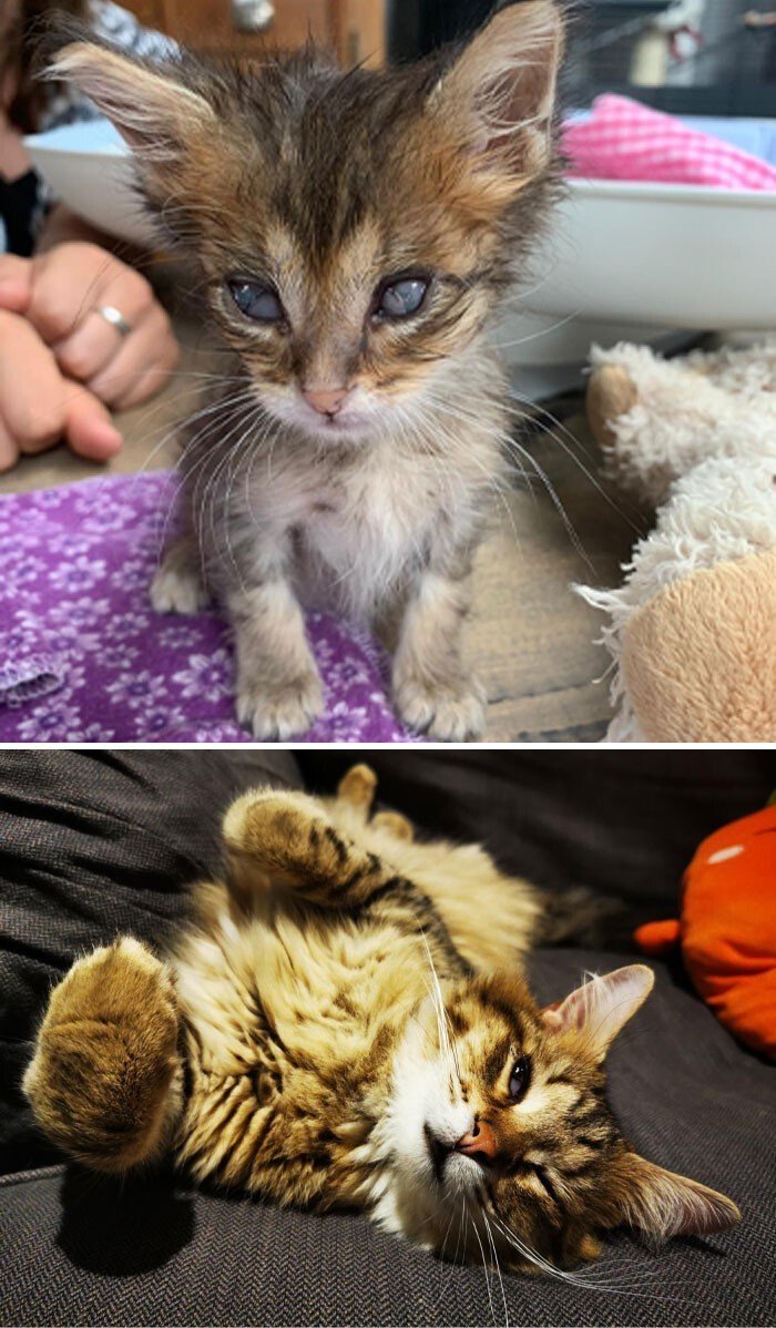 Cats Before And After Adoption (25 pics) Cats Before And After Adoption (25 pics)