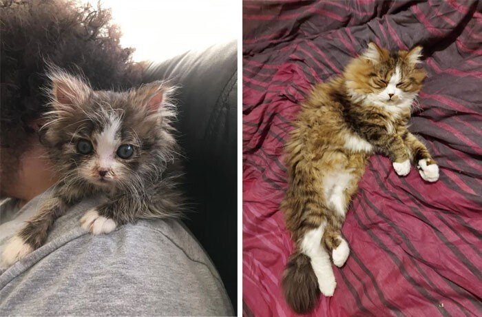 Cats Before And After Adoption (25 pics) Cats Before And After Adoption (25 pics)