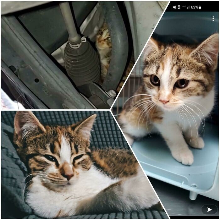 Cats Before And After Adoption (25 pics) Cats Before And After Adoption (25 pics)