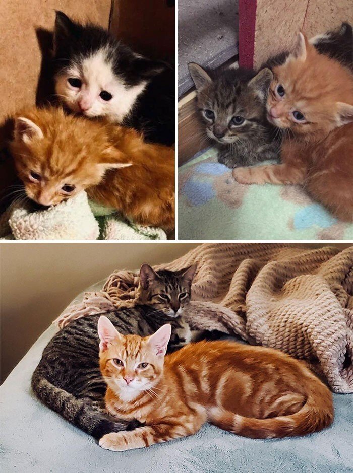 Cats Before And After Adoption (25 pics)