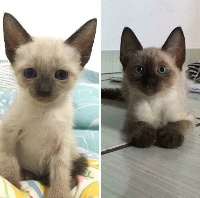 Cats Before And After Adoption (25 pics) Cats Before And After Adoption (25 pics)