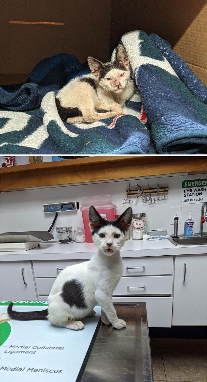 Cats Before And After Adoption (25 pics) Cats Before And After Adoption (25 pics)