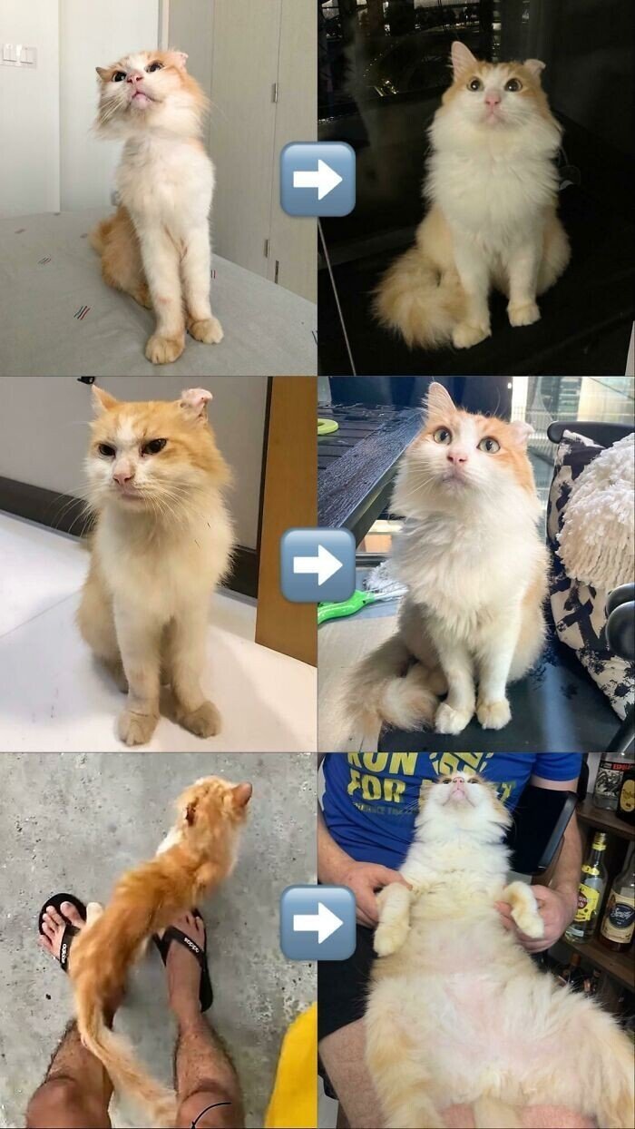 Cats Before And After Adoption (25 pics) Cats Before And After Adoption (25 pics)