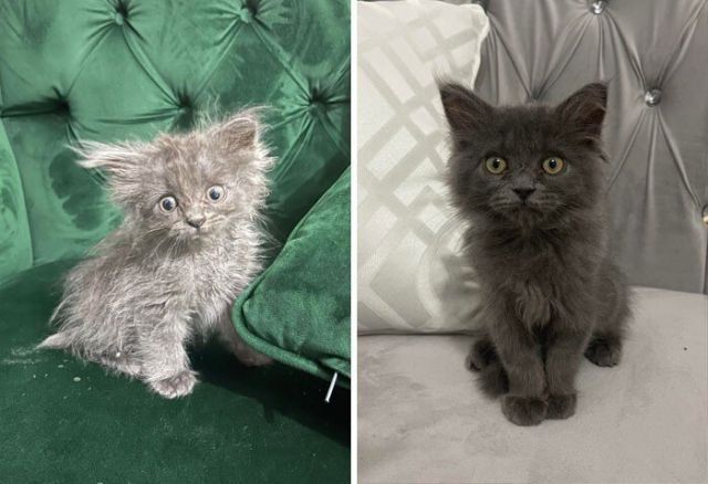 Cats Before And After Adoption (25 pics) Cats Before And After Adoption (25 pics)