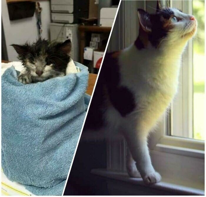 Cats Before And After Adoption (25 pics) Cats Before And After Adoption (25 pics)