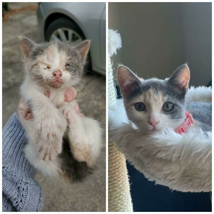Cats Before And After Adoption (25 pics) Cats Before And After Adoption (25 pics)