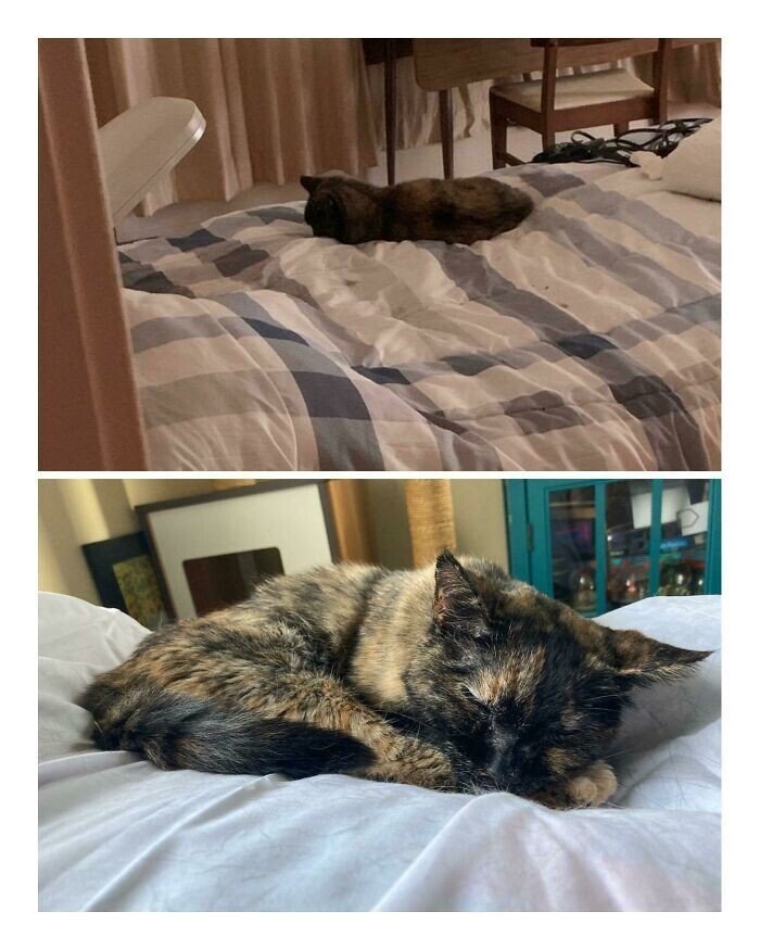 Cats Before And After Adoption (25 pics) Cats Before And After Adoption (25 pics)