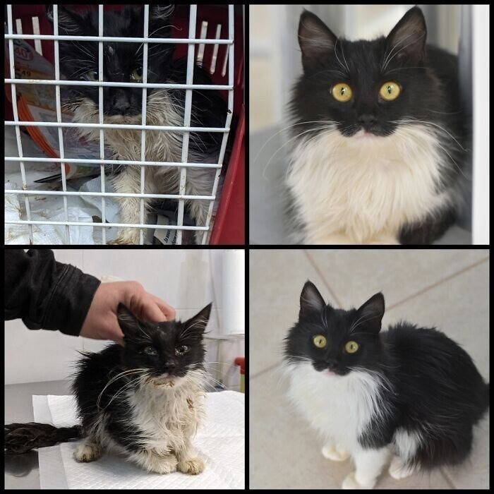 Cats Before And After Adoption (25 pics) Cats Before And After Adoption (25 pics)