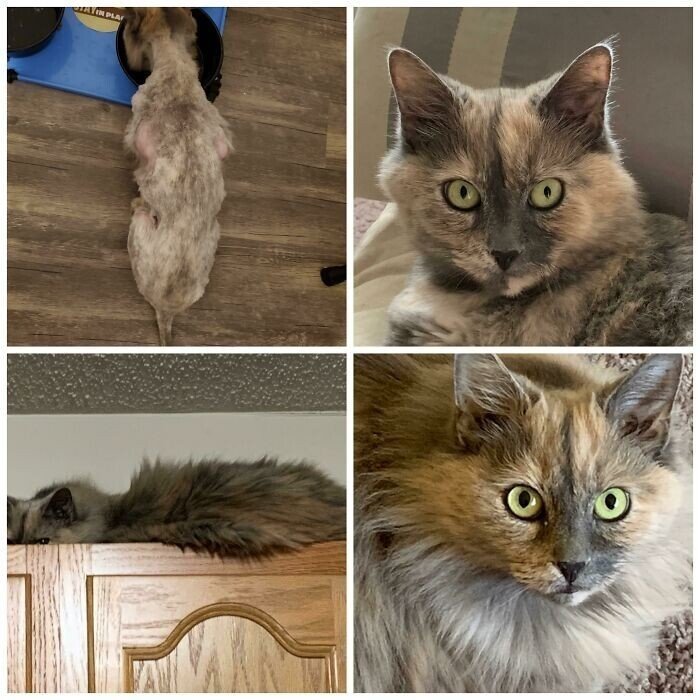 Cats Before And After Adoption (25 pics) Cats Before And After Adoption (25 pics)
