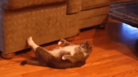 Acid GIFs, June 11 (25 gifs)