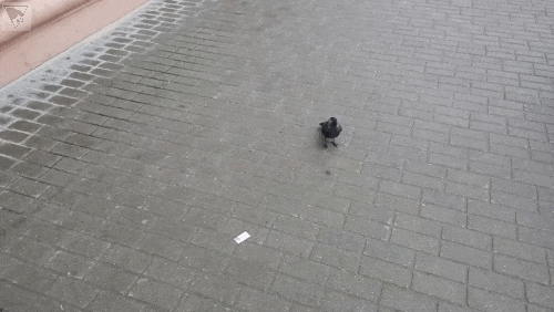 Acid GIFs, June 11 (25 gifs)