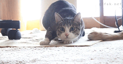 Acid GIFs, June 11 (25 gifs)