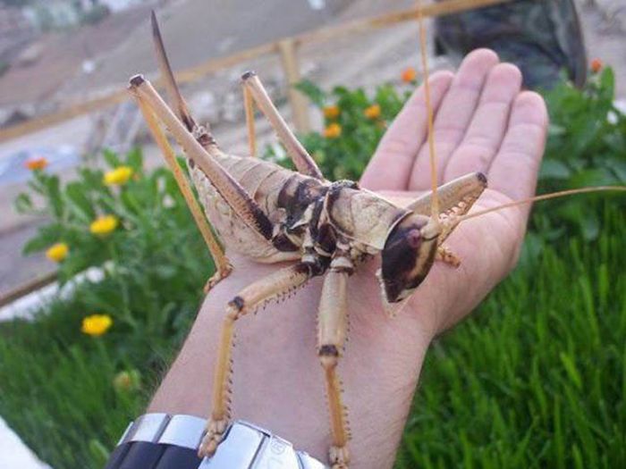 Creepy Photos (21 pics) Creepy Photos (21 pics)