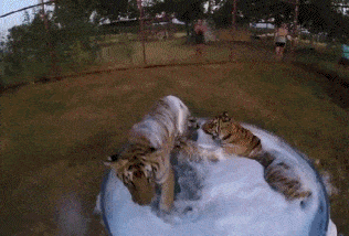 Acid GIFs, June 12 (25 gifs)