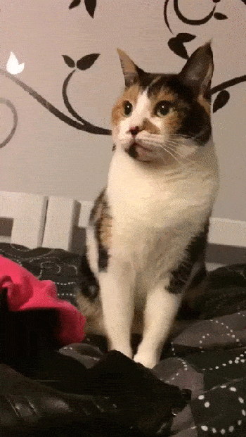 Acid GIFs, June 12 (25 gifs)