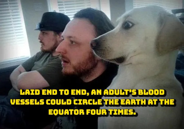 Random Facts (17 pics)