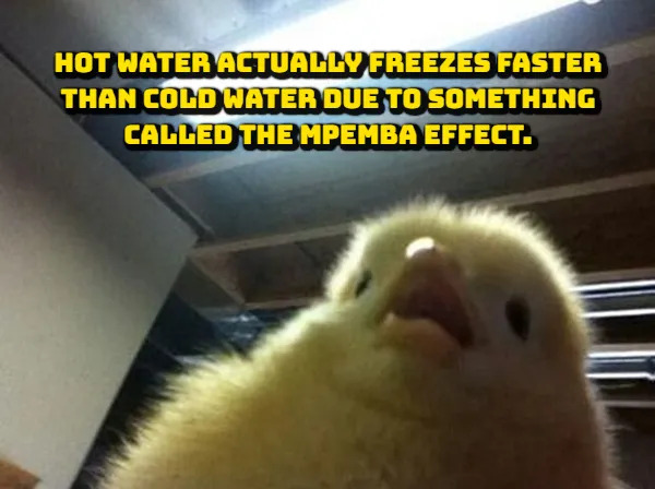 Random Facts (17 pics)