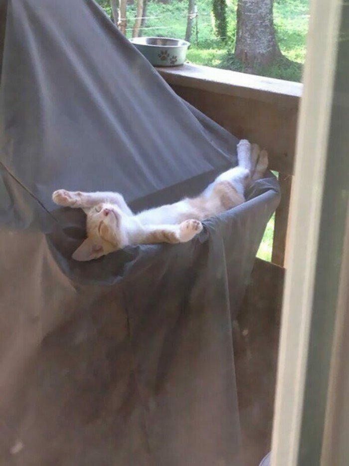 They Can Sleep Anywhere (25 pics)