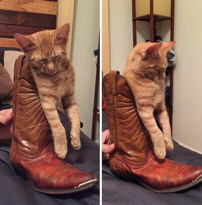 They Can Sleep Anywhere (25 pics)