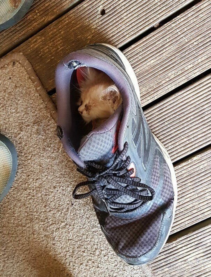 They Can Sleep Anywhere (25 pics)