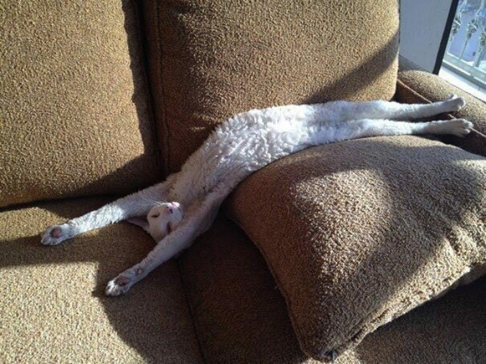 They Can Sleep Anywhere (25 pics)