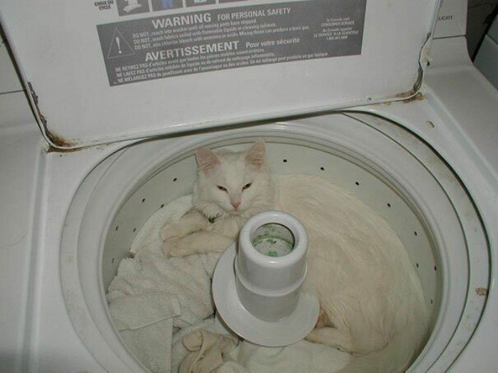 They Can Sleep Anywhere (25 pics)