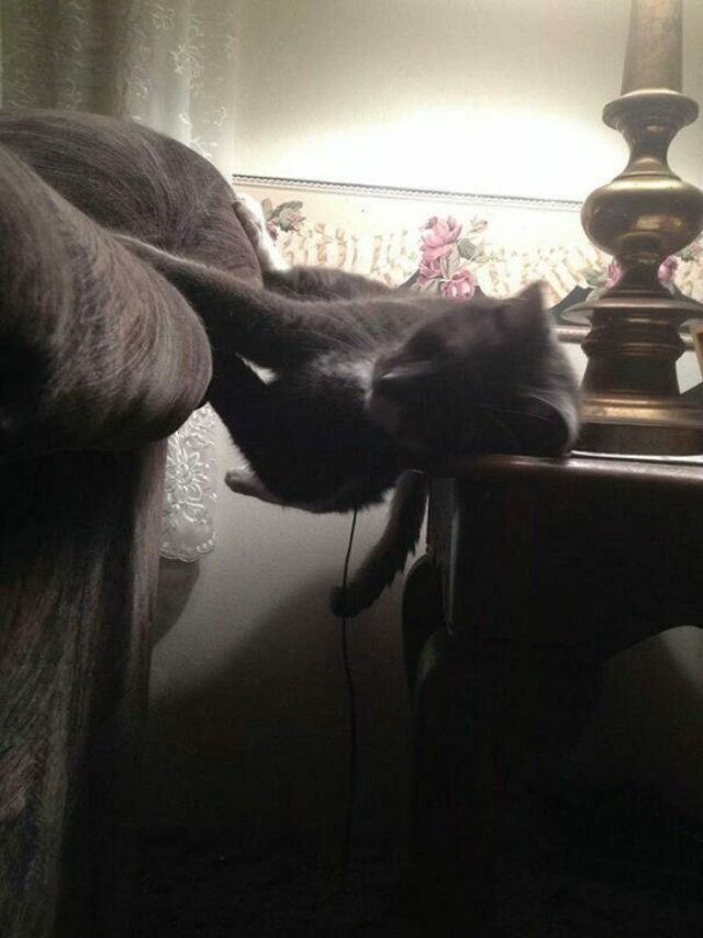 They Can Sleep Anywhere (25 pics)