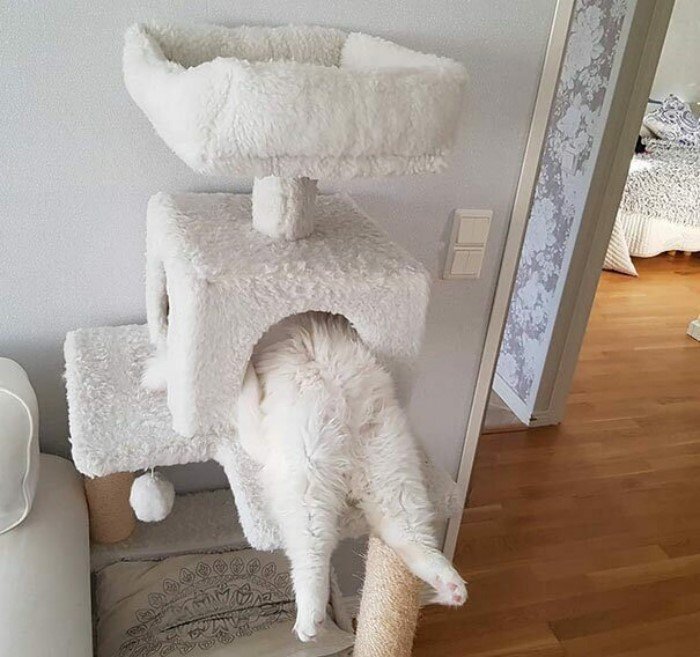 They Can Sleep Anywhere (25 pics)