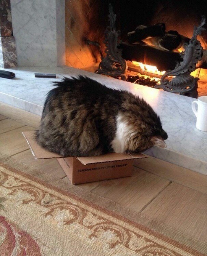 They Can Sleep Anywhere (25 pics)