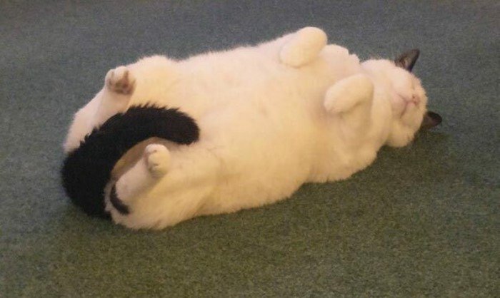They Can Sleep Anywhere (25 pics)