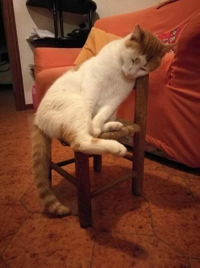 They Can Sleep Anywhere (25 pics)