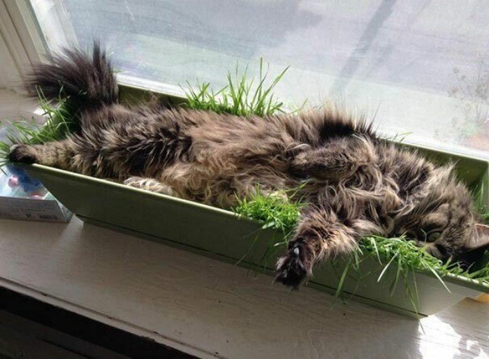 They Can Sleep Anywhere (25 pics)