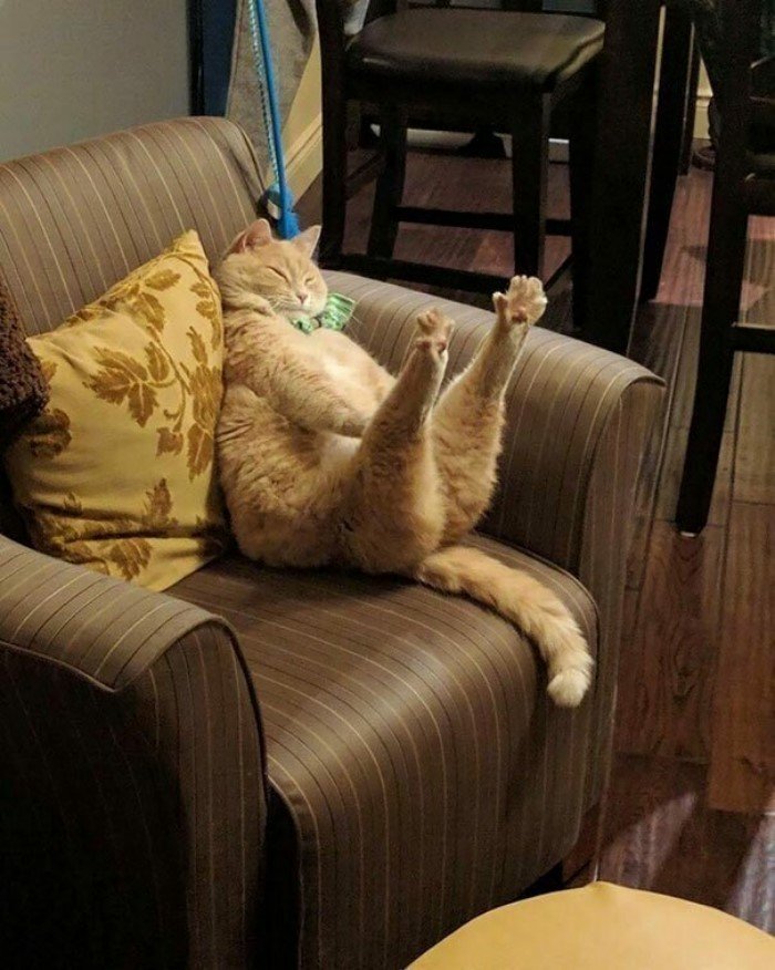 They Can Sleep Anywhere (25 pics)
