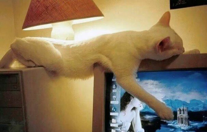 They Can Sleep Anywhere (25 pics)