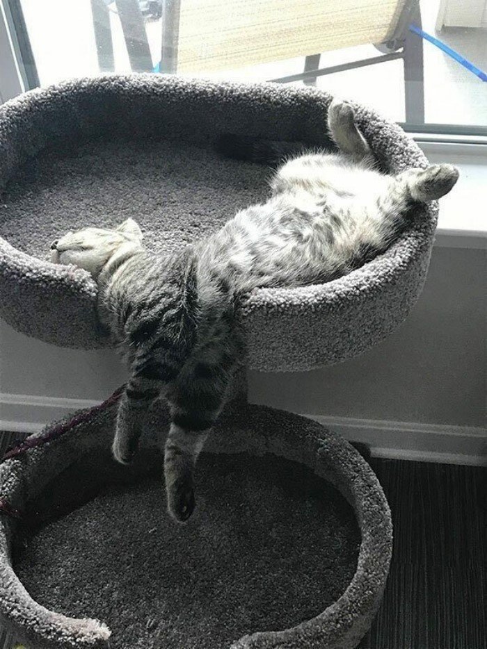 They Can Sleep Anywhere (25 pics)