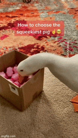 Acid GIFs, June 15 (25 gifs)