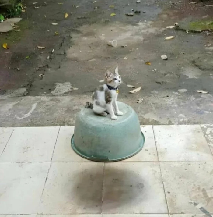 Optical Illusions (23 pics)