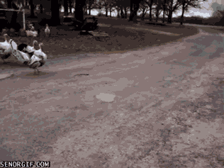 Acid GIFs, June 18 (25 gifs)