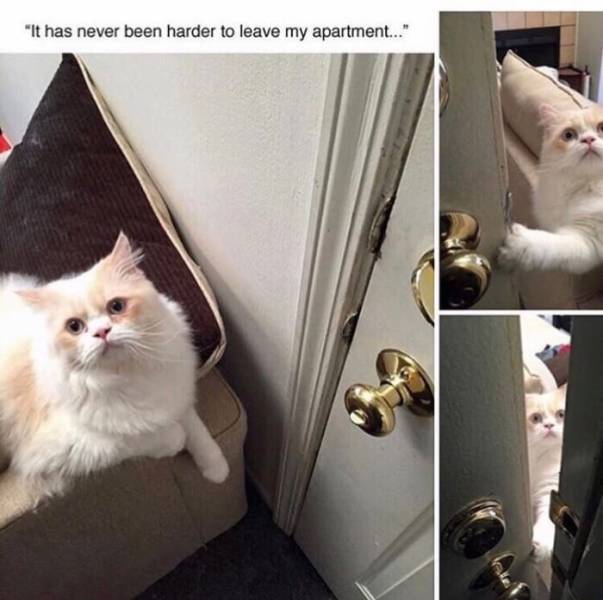 Daily Pictures. Part 2 (71 pics)