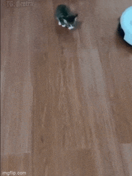 Acid GIFs, June 19 (25 gifs)