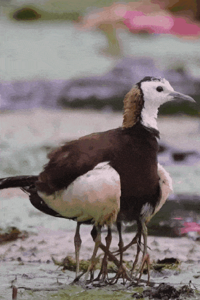 Acid GIFs, June 19 (25 gifs)