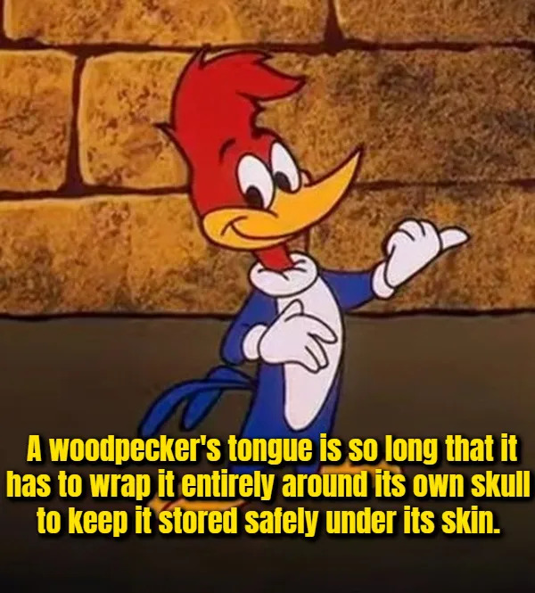Interesting Facts (17 pics)