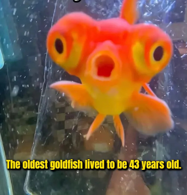 Interesting Facts (17 pics)