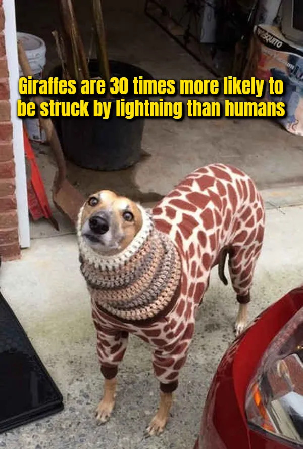 Interesting Facts (17 pics)