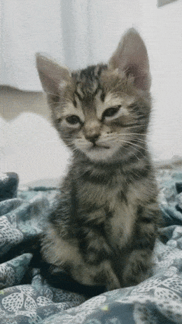 Acid GIFs, June 22 (25 gifs)