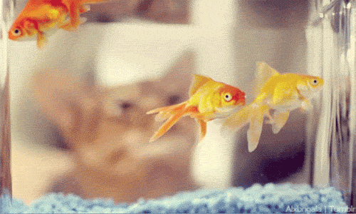 Acid GIFs, June 23 (25 gifs)