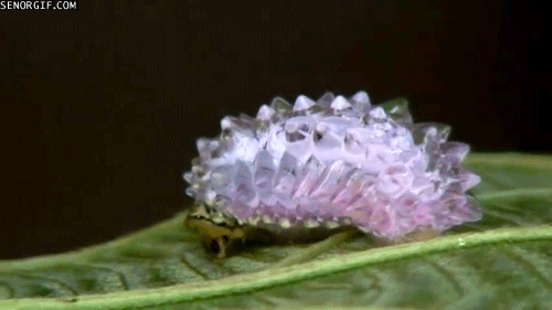 Acid GIFs, June 23 (25 gifs)